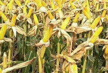 正弘859玉米栽培技术要点，亩适宜密度4500株