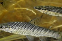 麦穗鱼最怕什么鱼，最怕鲈鱼、翘嘴、黑鱼等凶猛的捕食性鱼类