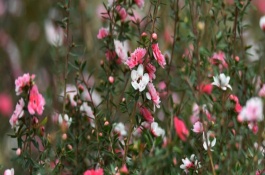 为什么网上买的松红梅养不活，自然开花期为晚秋至春末