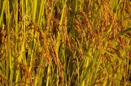 华胜2号水稻栽培技术要点，全生育期144天