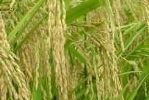 玮两优玛占水稻栽培技术要点，全生育期133.5天