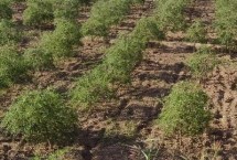 枸杞苗什么时候种植合适，每年春季的3-4月成活率最高