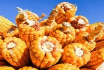 金地915玉米栽培技术要点，全生育期101天左右