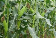 山单2号玉米栽培技术要点，大喇叭口期防治玉米螟