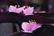 紫竹梅的花语，寓意坚决、勇敢、无畏等