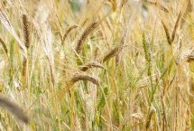 哈粳稻16号水稻栽培技术要点，该品种主茎14片叶