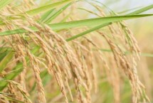 东北稻6水稻栽培技术要点，该品种主茎11片叶