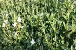 六月霜简介，选择肥沃、疏松透气的微酸性土壤种植