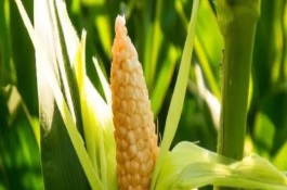 恒宇709玉米栽培技术要点，中抗弯孢菌叶斑病