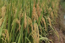 青角193水稻栽培技术要点，每亩播种量4kg左右