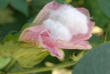 川杂棉62棉花栽培技术要点，该品种属转抗虫基因杂交品种
