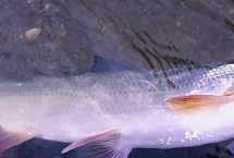 海钓最适宜的时间是初春和晚秋，黄金时间为惊蛰后至小满前