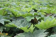 生长习性，是大黄属多年生草本植物的统称