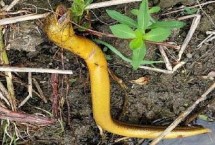 钓黄鳝能用蚯蚓吗，作钓钩子可以自己制造