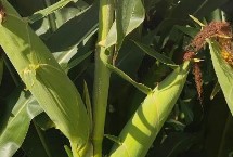 聚福丰田2105玉米栽培技术要点，中抗穗腐病