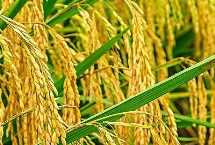 晶优六福水稻栽培技术要点，秧田亩播种量12.0千克