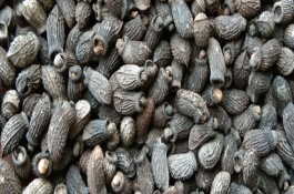 苦苣菜的种植方法，当年种子的发芽率最高