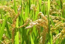 益农稻3号水稻栽培技术要点，该品种主茎13片叶