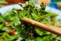 黄玻璃树芽是什么，一般是凉拌或者做成芽茶