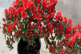 花中西施是什么花，是指的杜鹃花