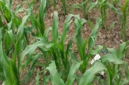 先单405玉米栽培技术要点，注意防治弯孢叶斑病