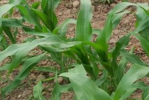 ZL515玉米栽培技术要点，密度5000株/亩左右