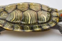 怎么训练巴西红耳龟，其寿命与养殖环境和方式有关