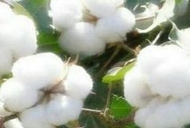 抗虫棉抗虫表现不佳的原因，抗虫棉并不是无虫棉