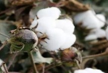 银兴棉17号棉花栽培技术要点，高抗棉铃虫