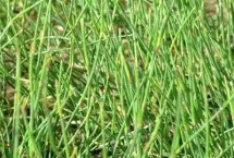 麻黄需什么生长环境，砂质壤土、普通壤土均可栽种