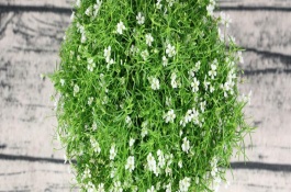 满天星的管理技术，选择微酸性砂壤土为佳