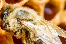 蜂蜜的质量取决于什么，花蜜质量和酿制过程是关键