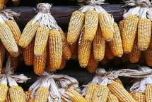 临泰玉920玉米栽培技术要点，出苗至成熟144天