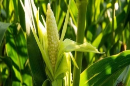 农华803玉米栽培技术要点，生育期126天