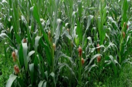 鲲玉8号玉米栽培技术要点，播种前亩施复合肥40千克