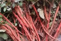 丹参播种时间，可选择分根繁殖、分株繁殖和扦插法