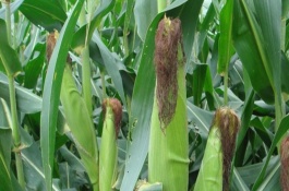 苏玉糯1508玉米栽培技术要点，该品种出苗至采收期平均82天