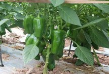 青椒什么时候种植，取决于当地的气候