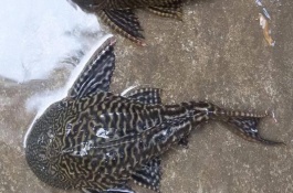 清道夫鱼的食物，会受到品种、规格等条件的影响