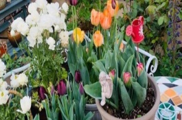 郁金香种球怎么繁殖，可剪除残花并追施肥液