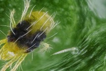 花生叶螨防治方法，朱砂叶螨是优势种