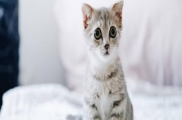 猫咪打喷嚏的解决办法，可能是过敏了或鼻子有异物等