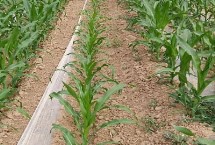 利单758玉米栽培技术要点，中抗茎腐病