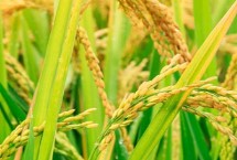 浙科优1号水稻栽培技术要点，该品种植株较高