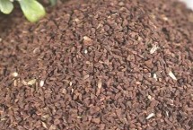 月见草种子的价格，地区会影响到市场售价