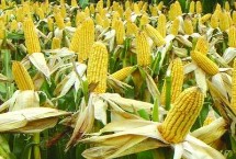 益农2037玉米栽培技术要点，抽雄期注意防治蚜虫