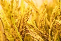 广8优104水稻栽培技术要点，早造全生育期118～126天