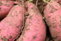 种红薯怎样施底肥，催苗肥可以以粪肥为主