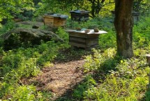 养蜂需要什么手续，根据习性管理蜂群