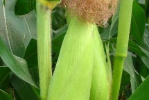 粮444玉米栽培技术要点，极早熟品种